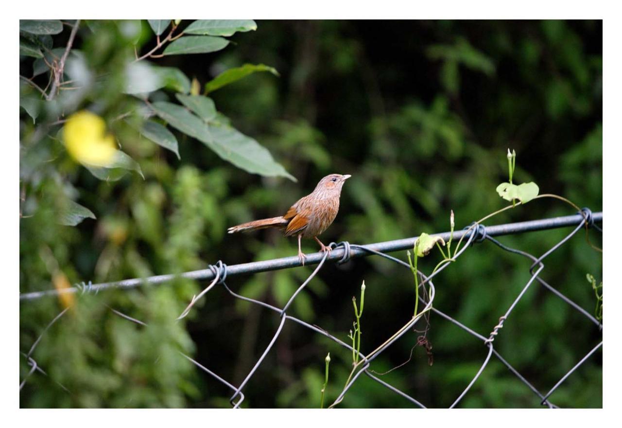 Saffronstays Himalaica, Nainital Bhowali Esterno foto